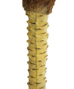 GloboStar® Artificial Garden PHOENIX PALM TREE 20968 Τεχνητό Διακοσμητικό Φυτό Φοίνικας Φ150 x Υ180cm