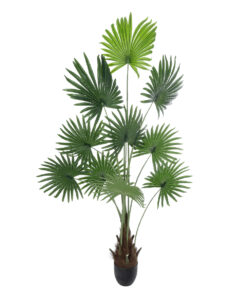 GloboStar® Artificial Garden SERENOA PALM PLANT 20972 Διακοσμητικό Φυτό Φοίνικα Σερενόα Φ103 x Υ180cm