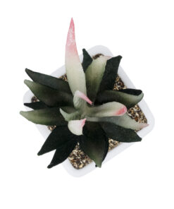 GloboStar® Artificial Garden SUCCULENT ALOE POTTED PLANT 20974 Διακοσμητικό Φυτό Αλόης Φ7 x Υ14cm