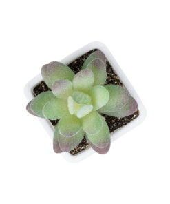 GloboStar® Artificial Garden SUCCULENT SEDEVERIA POTTED PLANT 20975 Διακοσμητικό Φυτό Φοίνικα Σερενόα Φ7 x Υ8cm