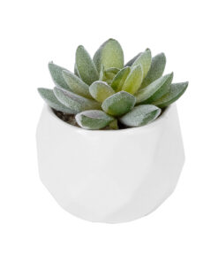 GloboStar® Artificial Garden SUCCULENT SEDEVERIA POTTED PLANT 20987 Διακοσμητικό Φυτό Σεδεβέρια Φ7 x Υ7,5cm