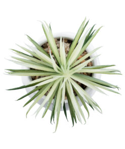 GloboStar® Artificial Garden SUCCULENT SENECIO 20997 Διακοσμητικό Φυτό Παχύφυτο Σενέκιο Υ12cm