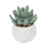 GloboStar® Artificial Garden SUCCULENT SEDEVERIA POTTED PLANT 20998 Διακοσμητικό Φυτό Σεδεβέρια  Φ7 x Υ9cm