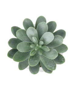 GloboStar® Artificial Garden SUCCULENT SEDEVERIA POTTED PLANT 20998 Διακοσμητικό Φυτό Σεδεβέρια Φ7 x Υ9cm