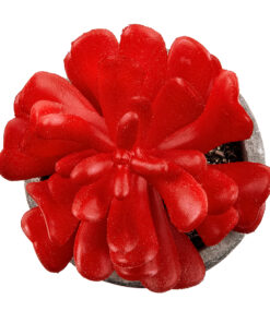 GloboStar® Artificial Garden SUCCULENT CRASSULA 21013 Διακοσμητικό Φυτό Παχύφυτο Κράσουλα Υ11.5cm