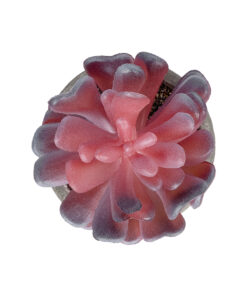 GloboStar® Artificial Garden SUCCULENT CRASSULA POTTED PLANT 21015 Διακοσμητικό Φυτό Κρασούλα Φ7 x Υ11,5cm