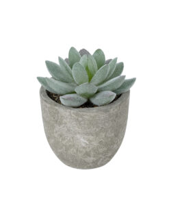 GloboStar® Artificial Garden SUCCULENT SEDEVERIA POTTED PLANT 21016 Διακοσμητικό Φυτό Σεδεβέρια Φ7 x Υ8cm