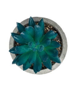 GloboStar® Artificial Garden SUCCULENT SEDEVERIA POTTED PLANT 21018 Διακοσμητικό Φυτό Σεδεβέρια Φ6,5 x Υ9cm