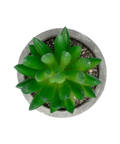 GloboStar® Artificial Garden SUCCULENT SEDEVERIA POTTED PLANT 21019 Διακοσμητικό Φυτό Σεδεβέρια Φ6,5 x Υ9cm