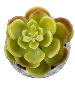 GloboStar® Artificial Garden SUCCULENT SEDEVERIA 21021 Διακοσμητικό Φυτό Παχύφυτο Σεντεβέρια Υ8.5cm