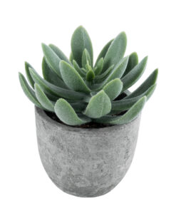 GloboStar® Artificial Garden SUCCULENT SEDEVERIA 21025 Διακοσμητικό Φυτό Παχύφυτο Σεντεβέρια Υ10.5cm
