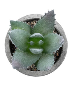 GloboStar® Artificial Garden SUCCULENT ALOE 21026 Διακοσμητικό Φυτό Παχύφυτο Αλόη Υ10.5cm