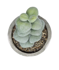 GloboStar® Artificial Garden SUCCULENT SEDEVERIA POTTED PLANT 21027 Διακοσμητικό Φυτό Σεδεβέρια Φ5 x Υ11cm