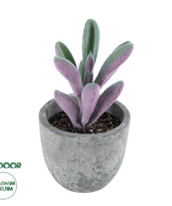GloboStar® Artificial Garden SUCCULENT CRASULLA 21031 Διακοσμητικό Φυτό Παχύφυτο Κράσουλα Υ11cm
