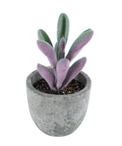 GloboStar® Artificial Garden SUCCULENT CRASULLA 21031 Διακοσμητικό Φυτό Παχύφυτο Κράσουλα Υ11cm