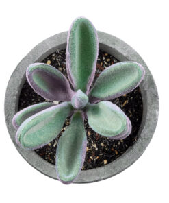 GloboStar® Artificial Garden SUCCULENT CRASULLA 21031 Διακοσμητικό Φυτό Παχύφυτο Κράσουλα Υ11cm