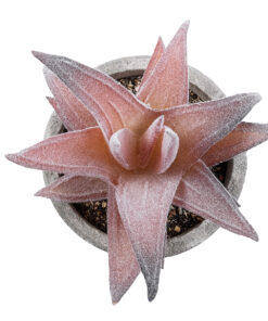 GloboStar® Artificial Garden SUCCULENT ALOE 21032 Διακοσμητικό Φυτό Παχύφυτο Αλόη Υ11cm