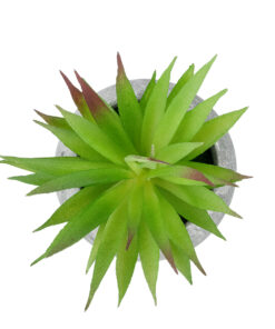GloboStar® Artificial Garden AIR PLANT TILLANDSIA POTTED PLANT 21036 Διακοσμητικό Φυτό Τιλάντσια Φ12 x Υ15cm