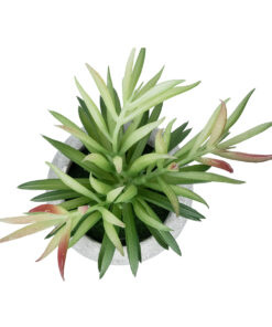 GloboStar® Artificial Garden SUCCULENT CRASSULA POTTED PLANT 21038 Διακοσμητικό Φυτό Κρασούλα Φ10 x Υ17cm