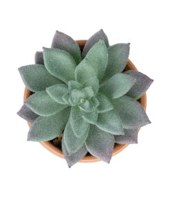GloboStar® Artificial Garden SUCCULENT SEDEVERIA POTTED PLANT 21041 Διακοσμητικό Φυτό Σεδεβέρια Φ11x Υ14cm