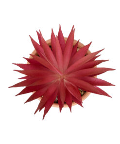 GloboStar® Artificial Garden AIR PLANT NEOPHYTUM POTTED PLANT 21042 Διακοσμητικό Φυτό Νεόφυτο Φ12 x Υ15cm