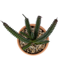 GloboStar® Artificial Garden SUCCULENT EUPHORBIA POTTED PLANT 21045 Διακοσμητικό Φυτό Ευφορβία Φ11 x Υ19cm
