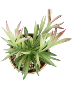 GloboStar® Artificial Garden SUCCULENT CRASSULA POTTED PLANT 21046 Διακοσμητικό Φυτό Κρασούλα Φ12 x Υ20cm