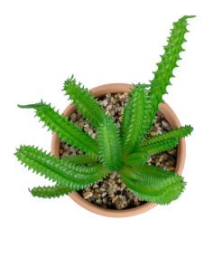 GloboStar® Artificial Garden SUCCULENT EUPHORBIA POTTED PLANT 21052 Διακοσμητικό Φυτό Ευφορβία Φ18 x Υ23cm