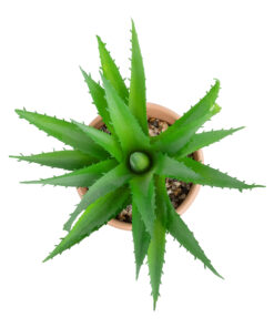 GloboStar® Artificial Garden SUCCULENT ALOE POTTED PLANT 21054 Διακοσμητικό Φυτό Αλόη Φ15 x Υ19cm