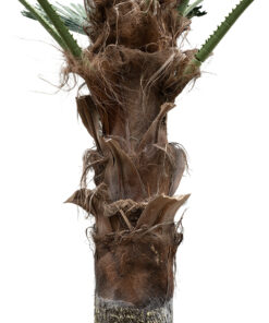 GloboStar® Artificial Garden PLANT PALM TREE 21055 Διακοσμητικό Δέντρο Φοίνικα Φ240 x Υ400cm