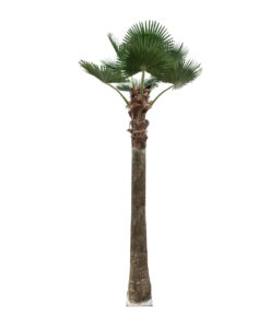 GloboStar® Artificial Garden PLANT PALM TREE 21056 Διακοσμητικό Δέντρο Φοίνικα Φ240 x Υ500cm
