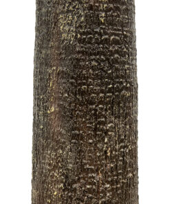 GloboStar® Artificial Garden PLANT PALM TREE 21056 Διακοσμητικό Δέντρο Φοίνικα Φ240 x Υ500cm