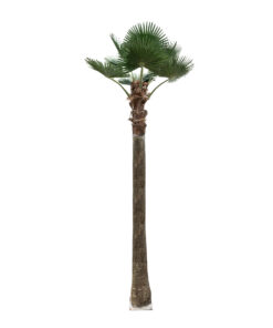 GloboStar® Artificial Garden PLANT PALM TREE 21057 Διακοσμητικό Δέντρο Φοίνικα Φ240 x Υ600cm