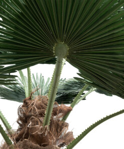 GloboStar® Artificial Garden PLANT PALM TREE 21057 Διακοσμητικό Δέντρο Φοίνικα Φ240 x Υ600cm