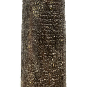 GloboStar® Artificial Garden PLANT PALM TREE 21057 Διακοσμητικό Δέντρο Φοίνικα  Φ240 x Υ600cm