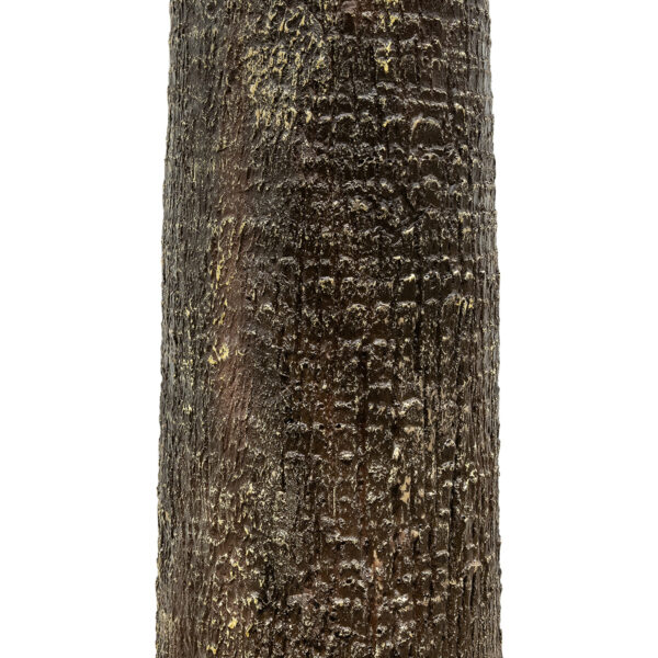 GloboStar® Artificial Garden PLANT PALM TREE 21057 Διακοσμητικό Δέντρο Φοίνικα  Φ240 x Υ600cm
