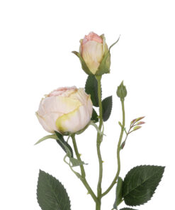 GloboStar® Artificial Garden CHAMPAGNE DAMASK CLIMBING ROSE BRANCH 21198 Τεχνητό Διακοσμητικό Κλαδί Τριαντάφυλλο Σαμπανιζέ Y55cm