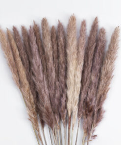 GloboStar® Artificial Garden REAL DRIED BROWN PAMPAS GRASS BUNCH 21215 Αποξηραμένο Διακοσμητικό Μπουκέτο Pampas Kάφε Y50cm