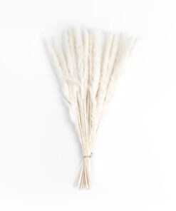 GloboStar® Artificial Garden REAL DRIED BEIGE PAMPAS GRASS BUNCH 21216 Αποξηραμένο Διακοσμητικό Μπουκέτο Pampas Μπέζ Y50cm