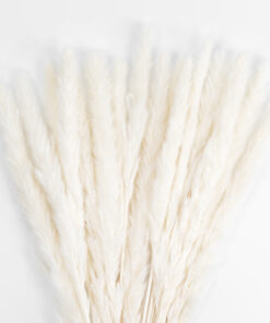 GloboStar® Artificial Garden REAL DRIED BEIGE PAMPAS GRASS BUNCH 21216 Αποξηραμένο Διακοσμητικό Μπουκέτο Pampas Μπέζ Y50cm