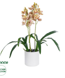 GloboStar® Artificial Garden CHAMPAGNE CHERRY CYMBIDIUM 21404 Διακοσμητικό Φυτό Σαμπανιζέ Κυμβίδιο Υ60cm