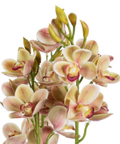 GloboStar® Artificial Garden CHAMPAGNE CHERRY CYMBIDIUM 21404 Διακοσμητικό Φυτό Σαμπανιζέ Κυμβίδιο Υ60cm
