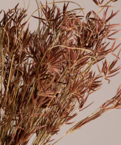 GloboStar® CYPERUS 36500 Αποξηραμένο Φυτό Κύπειρος – Μπουκέτο Διακοσμητικών Κλαδιών Μπεζ – Καφέ Υ60cm