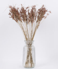 GloboStar® CYPERUS 36500 Αποξηραμένο Φυτό Κύπειρος – Μπουκέτο Διακοσμητικών Κλαδιών Μπεζ – Καφέ Υ60cm