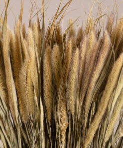 GloboStar® PENNISETUM 36503 Αποξηραμένο Φυτό Πεννήσιο – Μπουκέτο Διακοσμητικών Κλαδιών Μπεζ – Πράσινο Υ60cm