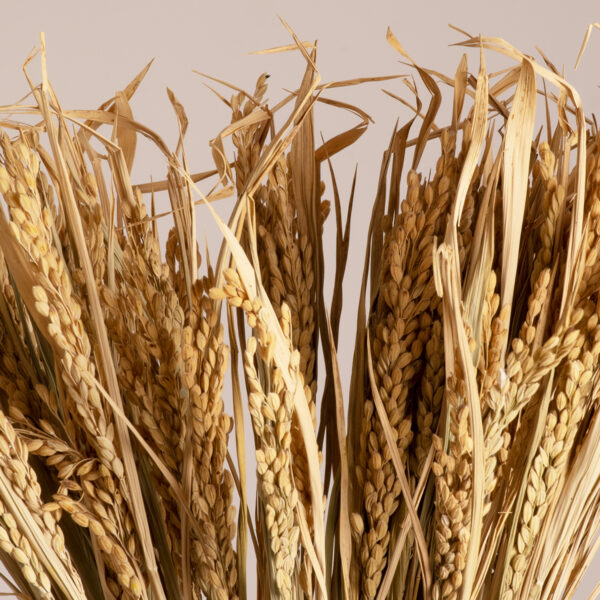 GloboStar® RISEGRASS 36505 Αποξηραμένο Φυτό Ρύζι – Μπουκέτο Διακοσμητικών Κλαδιών Μπεζ Υ60cm