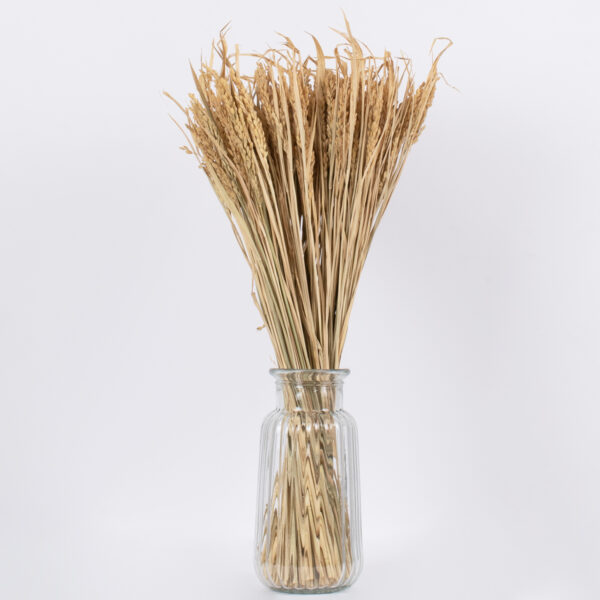 GloboStar® RISEGRASS 36505 Αποξηραμένο Φυτό Ρύζι – Μπουκέτο Διακοσμητικών Κλαδιών Μπεζ Υ60cm