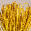 GloboStar® RISEGRASS 36506 Αποξηραμένο Φυτό Ρύζι – Μπουκέτο Διακοσμητικών Κλαδιών Μπεζ – Κίτρινο Υ60cm