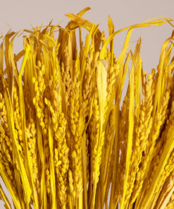 GloboStar® RISEGRASS 36506 Αποξηραμένο Φυτό Ρύζι – Μπουκέτο Διακοσμητικών Κλαδιών Μπεζ – Κίτρινο Υ60cm