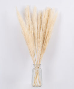 GloboStar® PAMPASGRASS 36507 Αποξηραμένο Φυτό Γρασίδι της Πάμπας – Μπουκέτο Διακοσμητικών Κλαδιών Μπεζ – Εκρού Υ80cm
